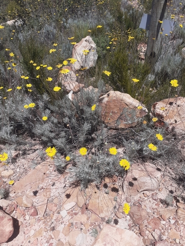Image of Ursinia sericea by (c) Brian du Preez, some rights reserved (CC BY-SA)