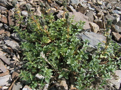 Veronica macrostemon