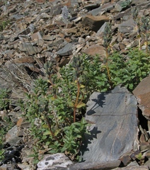 Veronica macrostemon