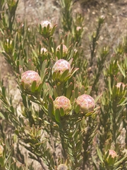 Leucadendron lanigerum laevigatum