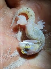 Pachydactylus austeni