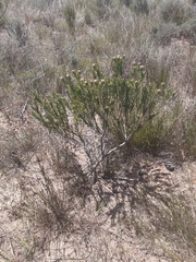Leucadendron lanigerum laevigatum