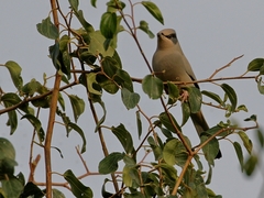 Hypocolius ampelinus