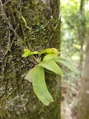 Sarcochilus