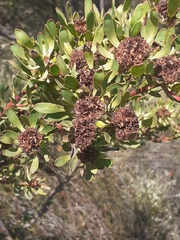 Leucadendron chamelaea