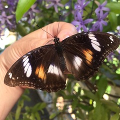 Hypolimnas bolina nerina