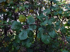Rubus bartonii