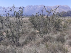 Leucadendron chamelaea