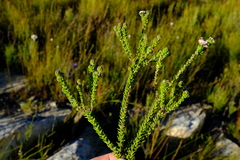 Phylica debilis