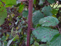 Rubus bartonii