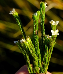Lachnaea ericoides