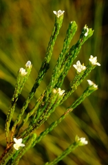 Lachnaea ericoides