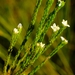 Lachnaea ericoides - Photo (c) Nick Helme, algunos derechos reservados (CC BY-SA), subido por Nick Helme