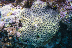 Acanthastrea
