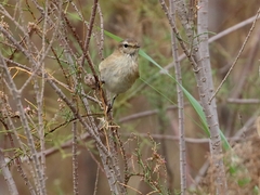 Phylloscopus sindianus