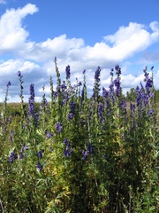 Aconitum glandulosum