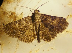 Polydesma