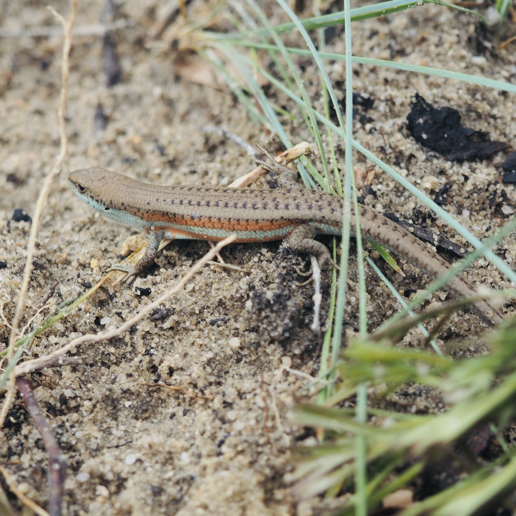 Southern Rainbow-Skink