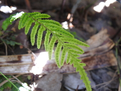 Blechnum parrisiae