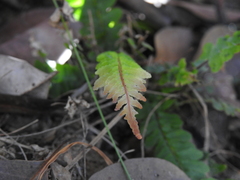 Blechnum parrisiae