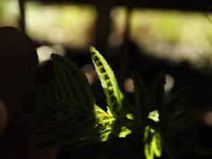 Blechnum parrisiae