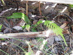 Blechnum parrisiae