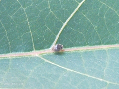 Coccinellidae