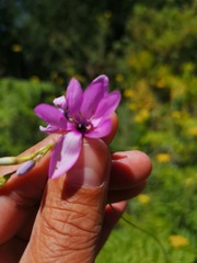 Ixia vinacea