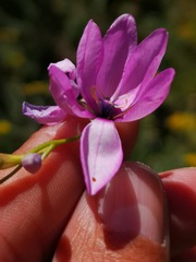 Ixia vinacea