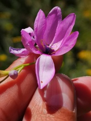 Ixia vinacea