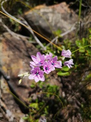 Ixia vinacea