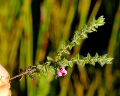 Erica grata