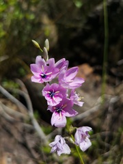 Ixia vinacea