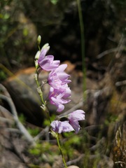 Ixia vinacea