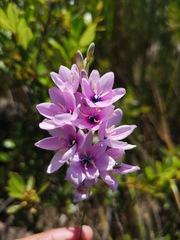 Ixia vinacea