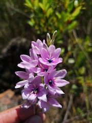 Ixia vinacea