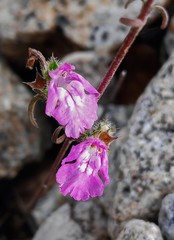 Galeopsis ladanum carpetana