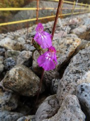 Galeopsis ladanum carpetana