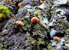 Phaeomarasmius rimulincola