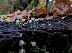 Phloeomana alba