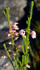 Erica lambertii