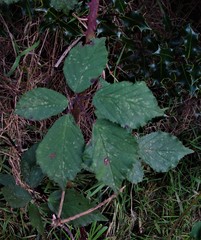 Rubus lindleianus