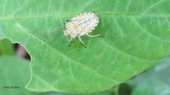 Pentatoma semiannulata