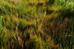 Anthochortus ecklonii