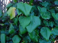Hedera colchica