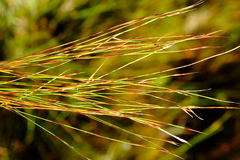 Anthochortus ecklonii