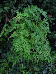 Jasminum officinale