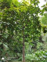 Sterculia megistophylla