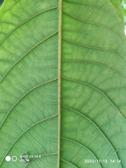 Sterculia megistophylla