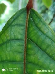 Sterculia megistophylla